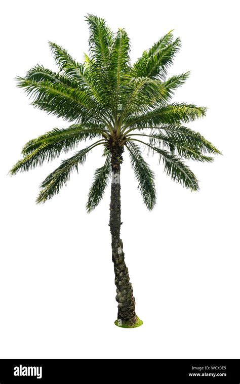 Palm Tree Against White Background Stock Photo Alamy