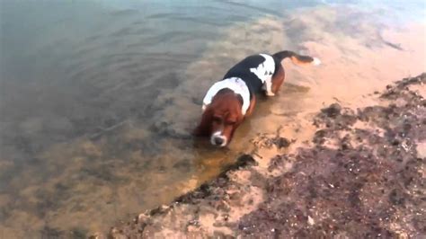 Basset Hound Tricolor Swimming Youtube
