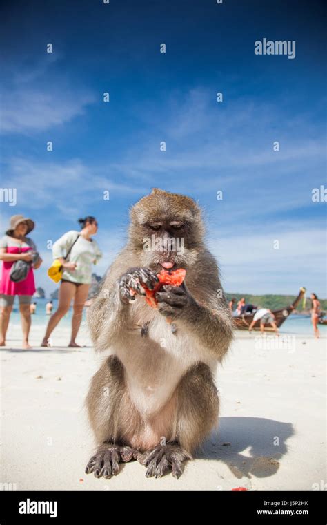 Ko Phi Phi Thailand February 1 2014 Tourists Feeding Monkeys Top
