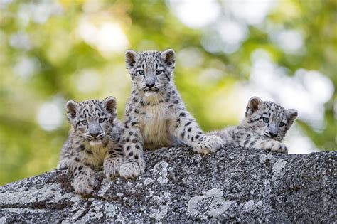 Snow Leopard Facts Behavior Diet Habitat And More