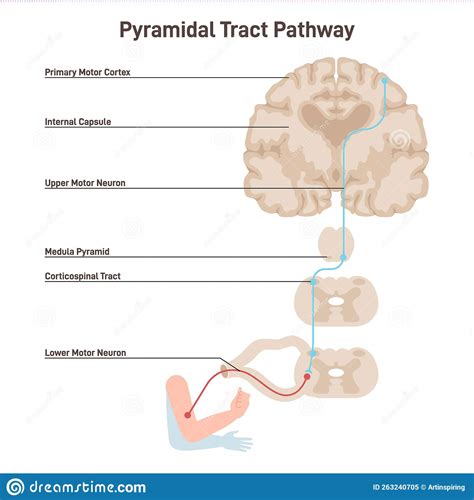 Pyramidal Tract Pathway Somatic Nervous System Voluntary Control