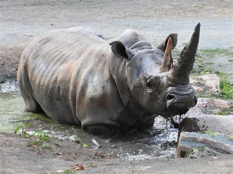 Critically Endangered Black Rhino Population Grows In Malawi Cana