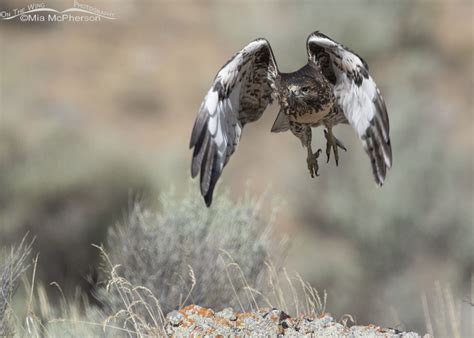 Recently Fledged Red Tailed Hawk In Flight On The Wing Photography