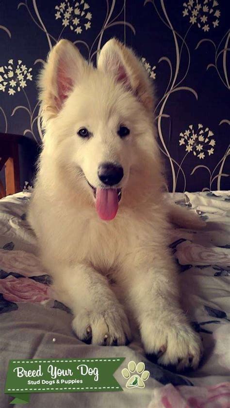 White Long Haired German Shepard Stud Dog Lincolnshire Breed Your Dog