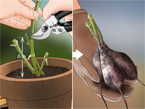 How to Grow Dahlias in Pots (with Pictures) - wikiHow
