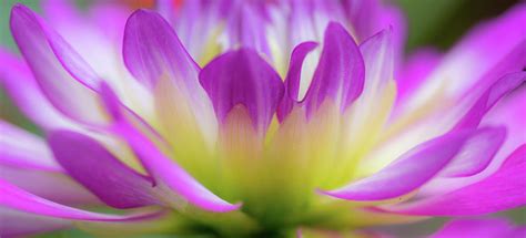 Dahlia Pink Petals Photograph By Julie Palencia Fine Art America