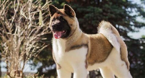 American Akita Dog Breed Temperament And Personality Foot Good