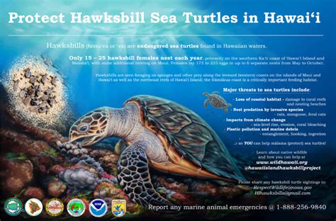 What Is Being Done To Protect Hawksbill Sea Turtles