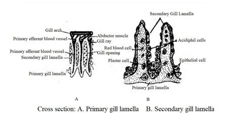 Respiration in Fish | Biology EduCare