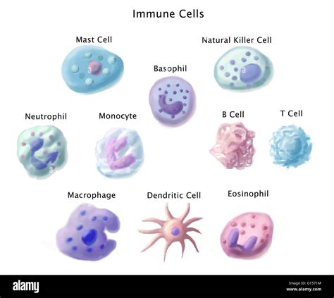 Immune Cells From Top Left To Bottom Right Mast Cell Basophil