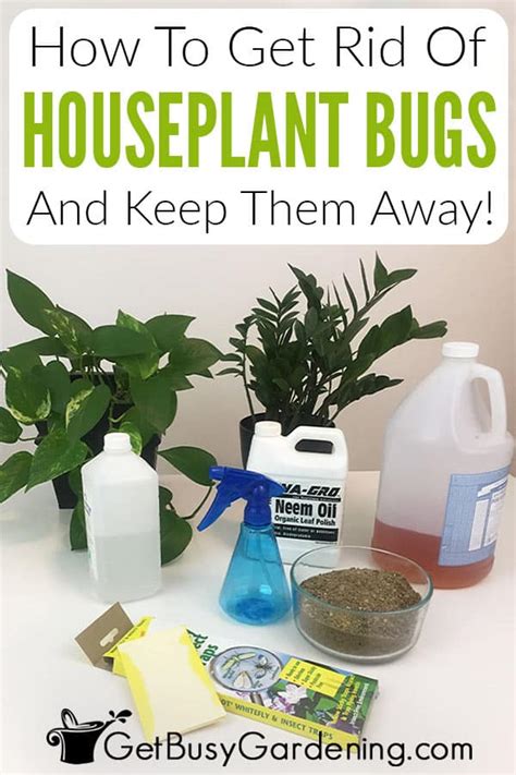 how to get rid of bugs on indoor plants for good get busy gardening