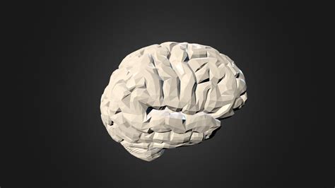 Human Brain Download Free 3d Model By Versal 49bcdf1 Sketchfab