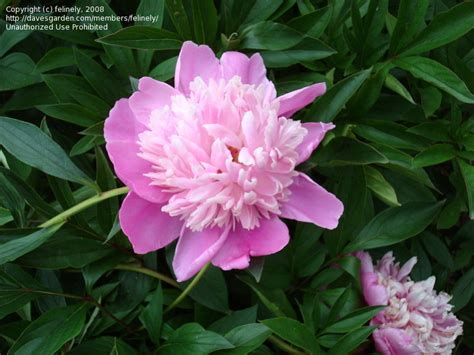 Plantfiles Pictures Chinese Peony Garden Peony Pink Cameo Paeonia
