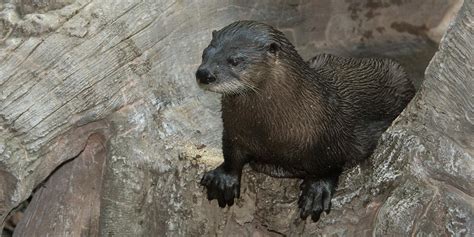 North American River Otter Smithsonians National Zoo And