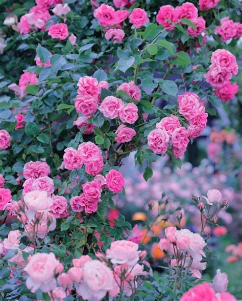 Pin By Julia Truter On Roses On Branches Beautiful Roses Rose Flowers