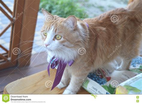 Ginger Cat Stock Image Image Of Ribbon Table Ginger 73159289