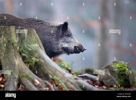 Wild Boars In Autumn Stock Photo Alamy