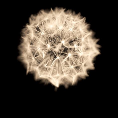 Sepia Dandelion Shine Fotokunst Julia Delgado Flickr