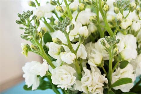 Bouquet Of Fragrant White Stock Flowers Matthiola Stock Photo Image