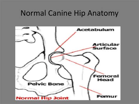 Ppt Canine Hip Dysplasia Powerpoint Presentation Id3266196