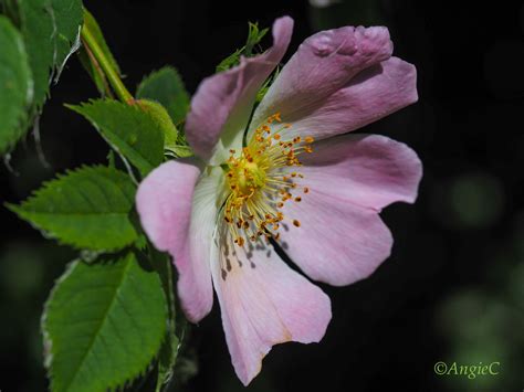 Dog Rose Rosa Canina 2 In 2020 Flowers Nature Flowers Beautiful