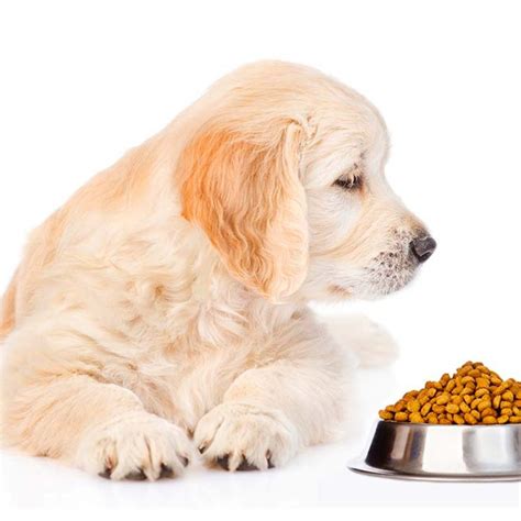 Top 10 Best Dog Food For Golden Retrievers Petsotopia