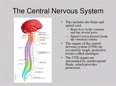 Check spelling or type a new query. Central Nervous System (CNS): Part of Nevous System of the ...