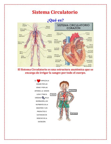 Informacion Del Sistema Circulatorio