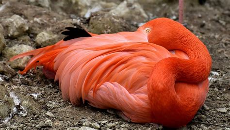 Free Download Pink Flamingo Lying Brown Sand Bird Colorful