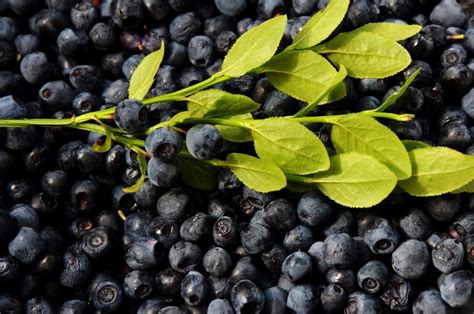 Free Picture Nature Leaf Blueberry Berry Fruit Food Sweet