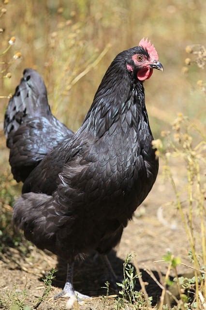 They also have slate blue legs while bright red wattles and comb pop over the relatively dark silhouette. 6 Top Chicken Breeds for Small Spaces » Family Growing Pains
