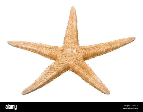 Common Dried Sea Star Starfish Stock Photo Alamy