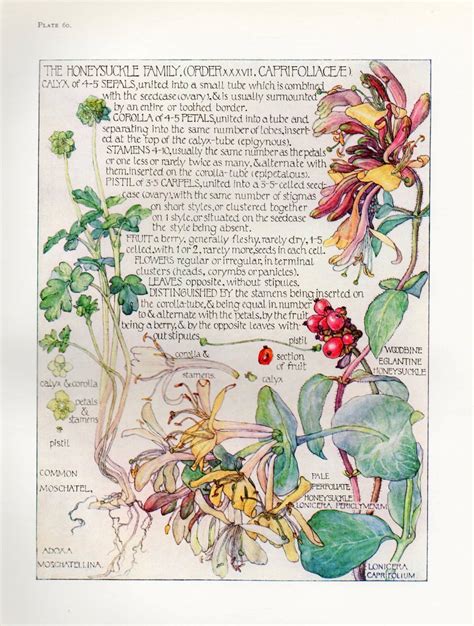 Honeysuckle Wild Flower Botanical Print By Isabel Adams Antique