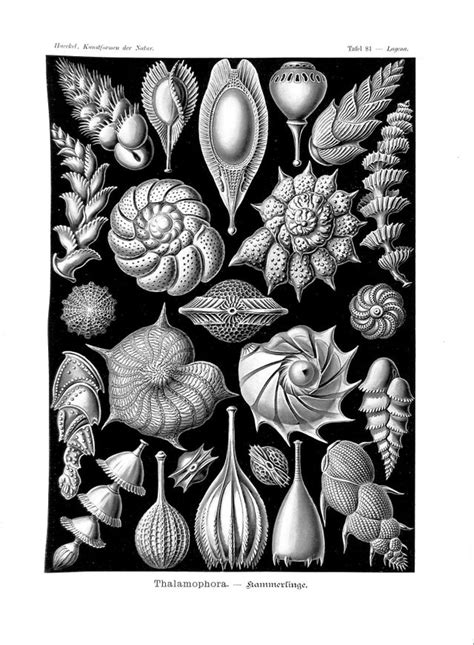 Ernst Haeckel Art Forms In Nature