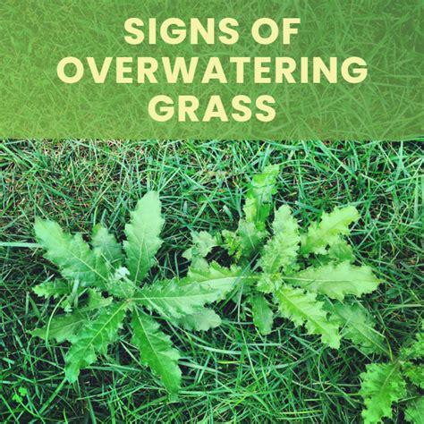 Signs Of Overwatering Grass Landzie