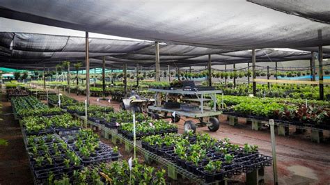 townsville plant wholesalers wholesale plant nursery