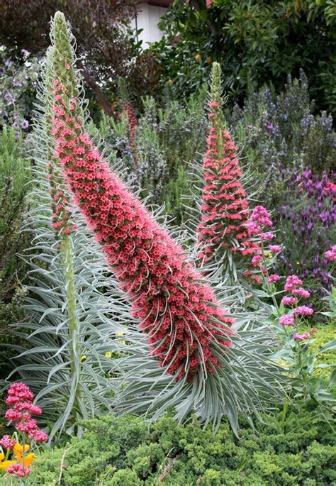 Echium Wildpretii Tower Of Jewels Tower Garden Secret Life Of Plants