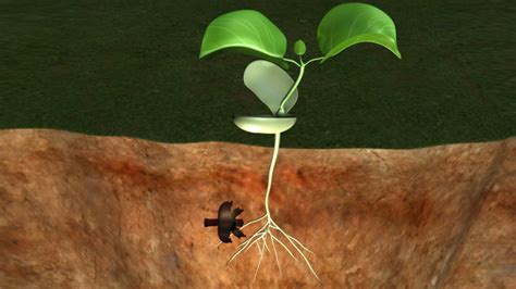 Seed Growing Animation Seeds Growing S Get The Best  On Giphy