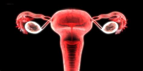 Inilah pembahasan lengkap terkait gambar organ organ penyusun sistem reproduksi pada perempuan dan fungsinya. Memahami 11 Bagian Alat Reproduksi Wanita Secara Lengkap