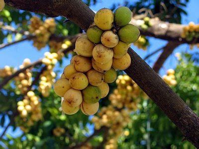 Duku in indonesian or dokong in malay, is a species of tree in the mahogany family with commercially cultivated edible fruits. Magical Creatures: Myth about the Lanzones Fruit