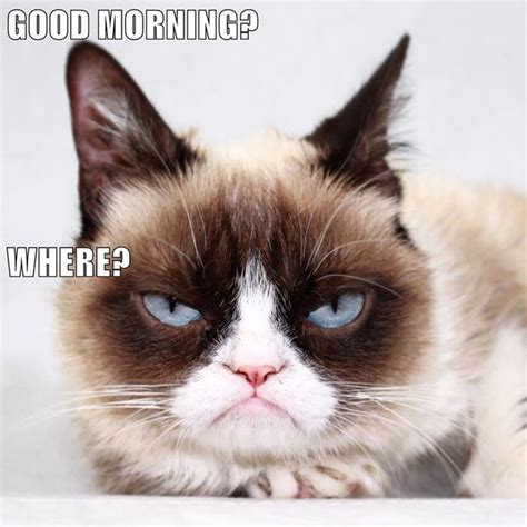 Good Morning Where 9037694720grumpy Cat Good