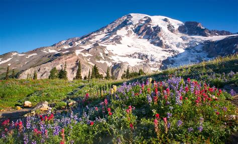 Mount Rainier National Park Day Excursion Tour From Seattle Wa