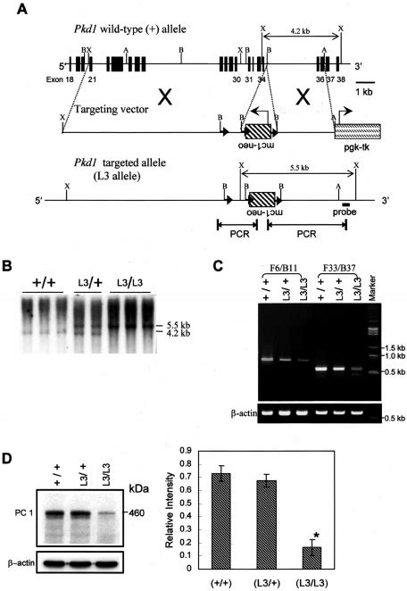 targeting of the pkd1 locus by homologous recombination and expression download scientific