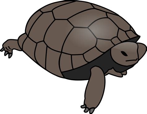 Turtle Clip Art Openclipart Vector Graphics Reptile Turtle Png