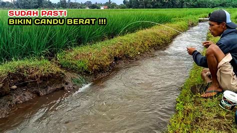 Mancing Derbang Wader Abang Di Selokan Sawah Sebelum Hujan Ikanya Rakus