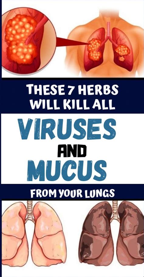 Generally, the most effective way to suppress the virus in the body is to improve the body's immunity and resistance. 7 Herbs That Kill Viruses and Clear Mucus from Your Lungs ...