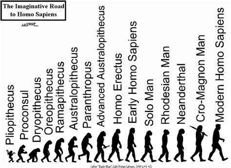 human evolution timeline human evolution human evolution tree evolution art