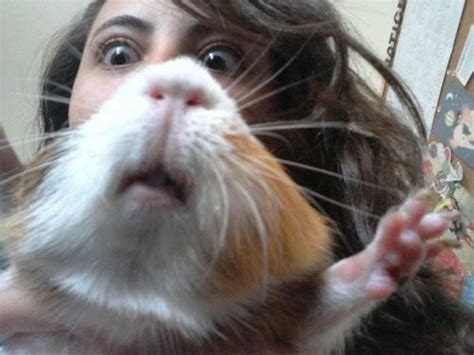 Hamster Face Funny Animals Cute Hamsters Funny Animal