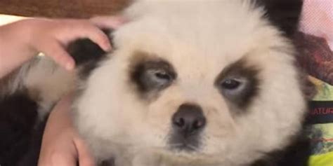 Man Who Dyed A Chow Chow Black And White To Look Like A Panda Is Being