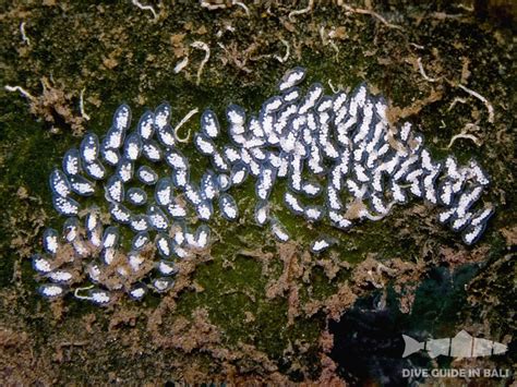 These leaf sheep, also known as sea sheep, do look very much like sheep, but and while sheep normally live on land, these cuties live in the ocean around japan, indonesia. Diving in Bali. Interesting facts: Leaf Sheep » Dive guide ...